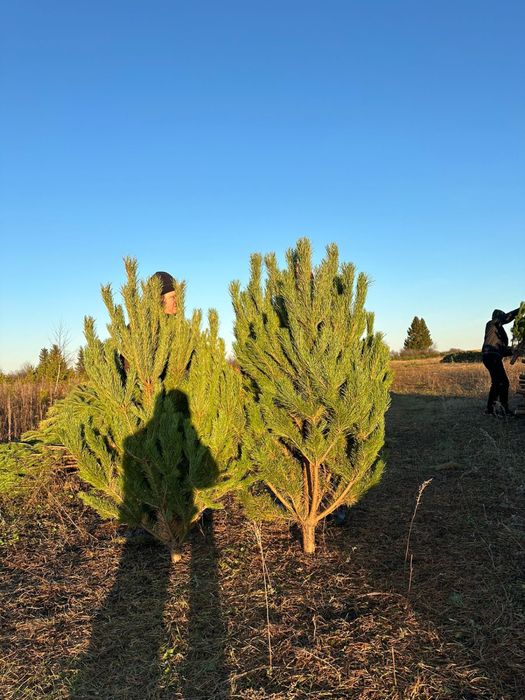 Елки сосны 2025 года