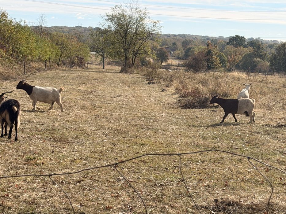 Capre boer si sannen