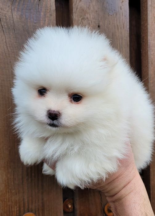 Померан-мини шпиц!!!