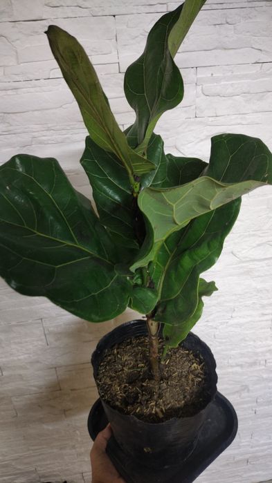 Продам детки филодендрона и лирата