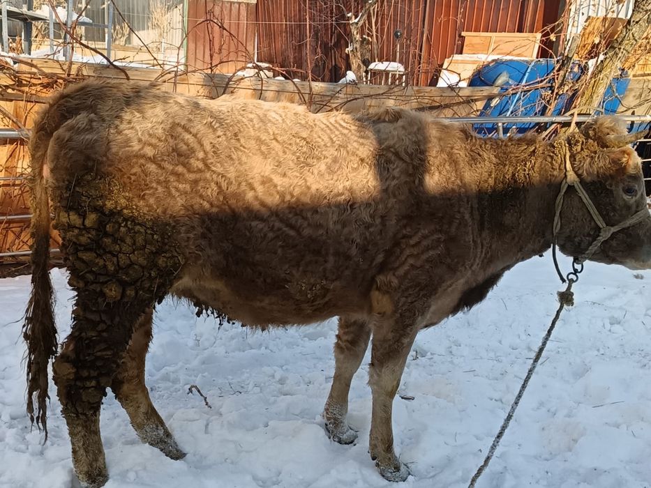 Корова сиыр теленок