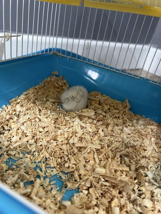 Отдам хомяк беспалтно с домиком