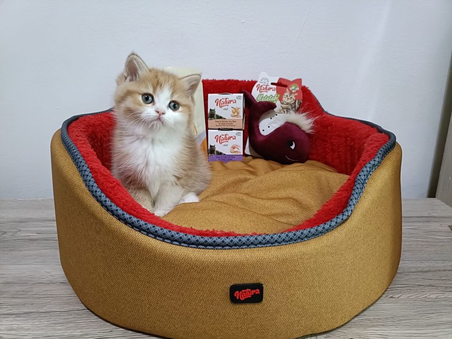 British shorthair golden cu pedigree