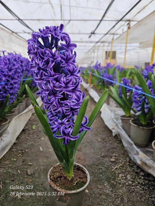 Vand zambile en-gross