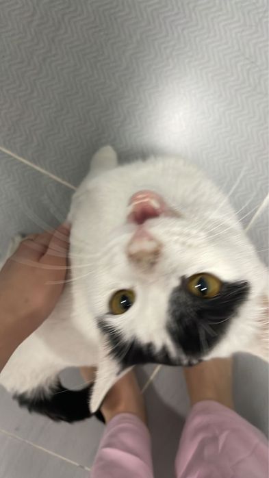 Срочно кота в добрые руки