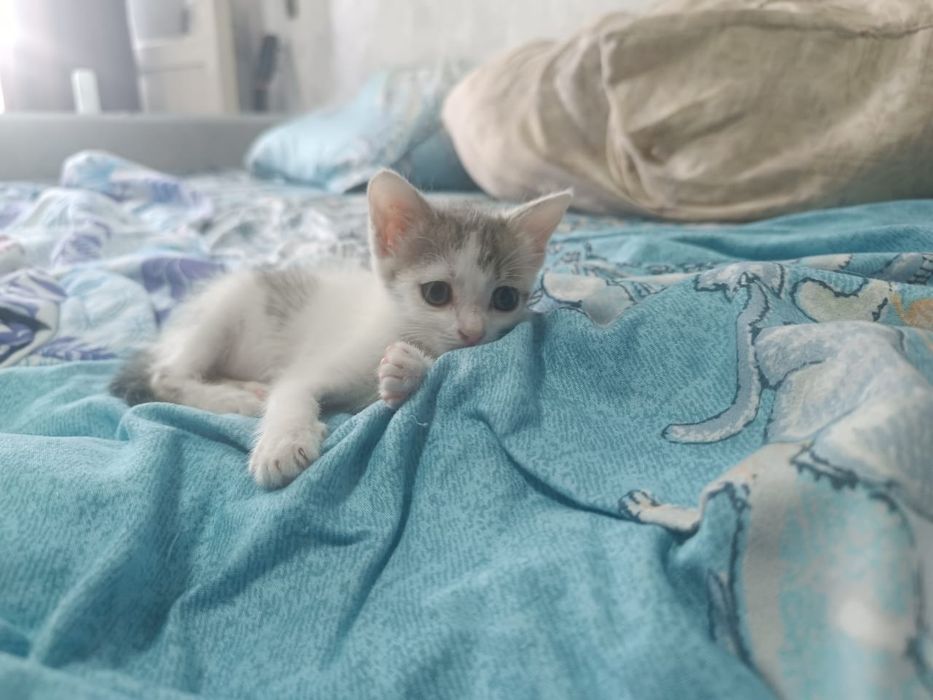Животные котенок