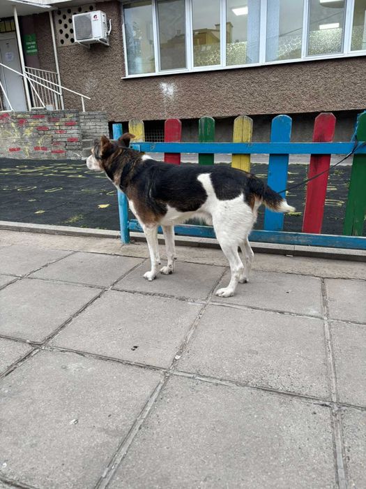 Добродушен Mладеж Tърси Дом