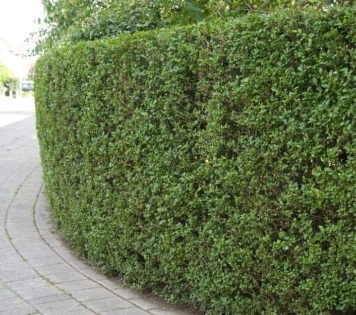 Lemn caineac gard viu