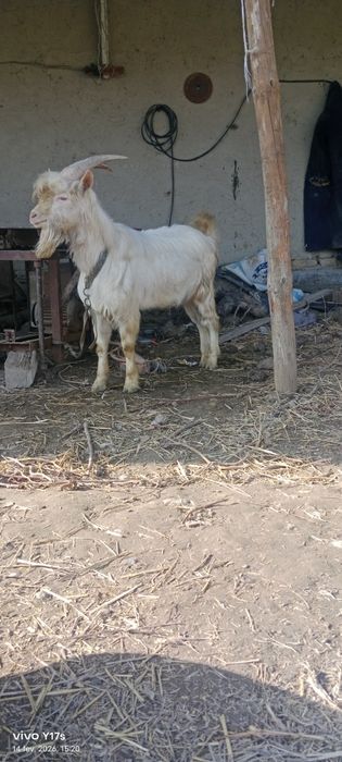 Zanen taka 1 yillik boʻlgan