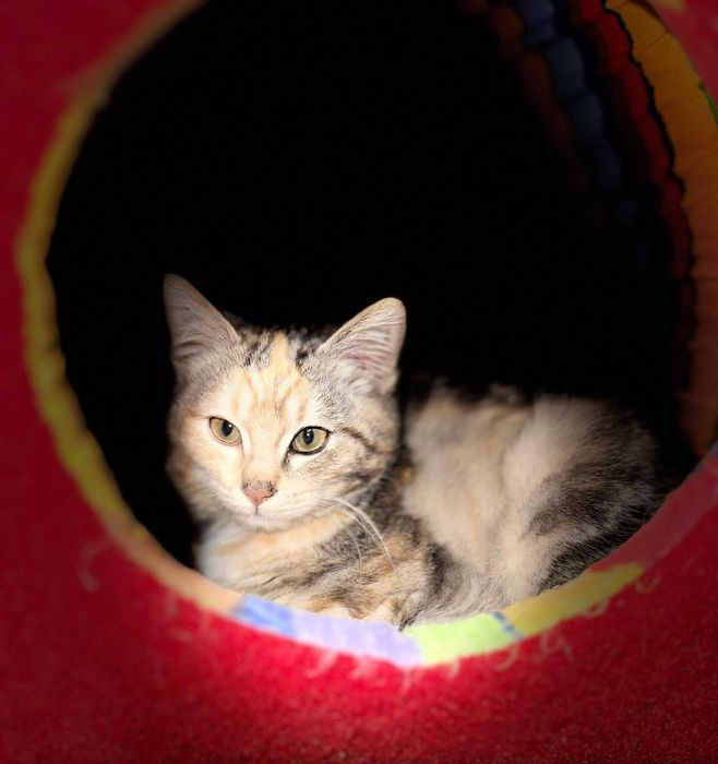 Ищу дом для кошечки