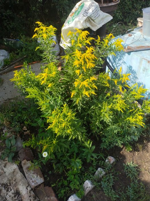 Дача восточный правый 5 дачи