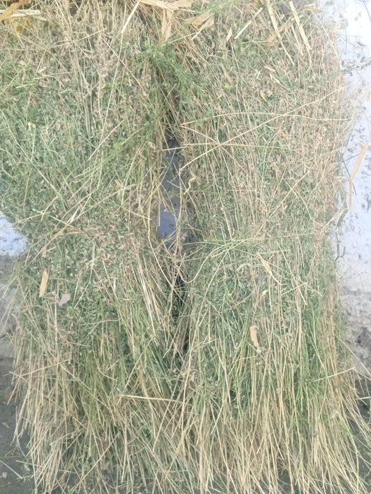 Toza quruq va sifatli beda boĝi_ sigir,quy echki va ot uchun