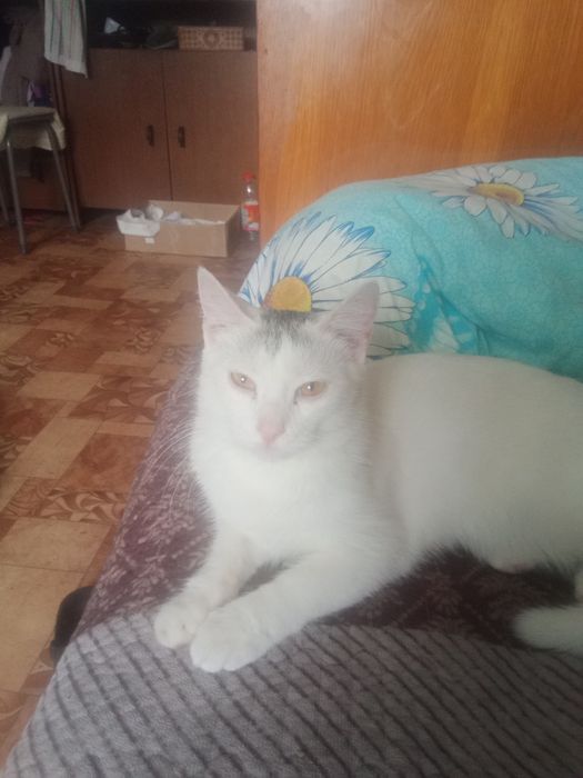 Кот 1год отдам в хорошие руки