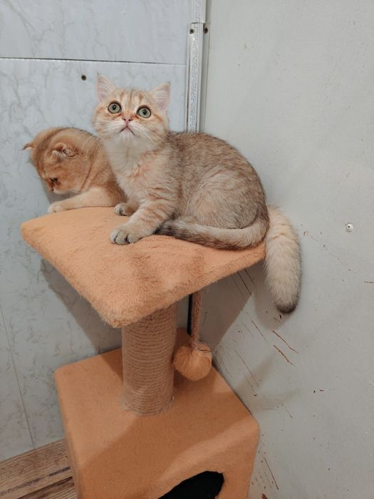 Котята золотые шиншиллы