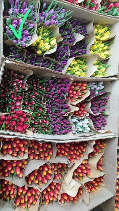 Продам тюльпаны к 8 марта.