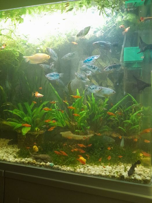 Продам аквариумных рыбок