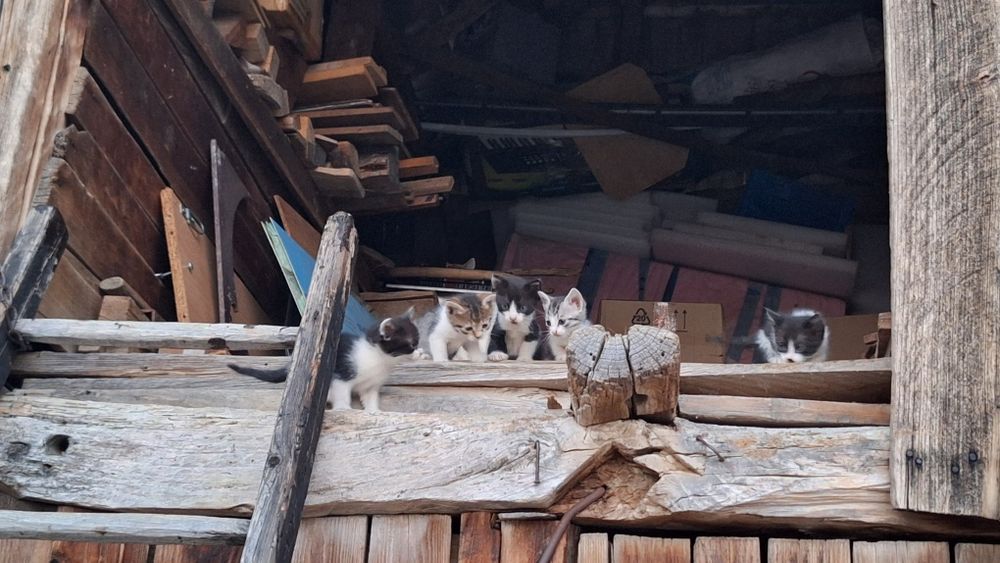 Donez pisici (motan /pisica) metis