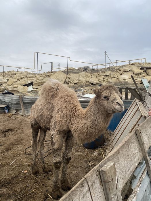 Келсим бар накты алатын адамга