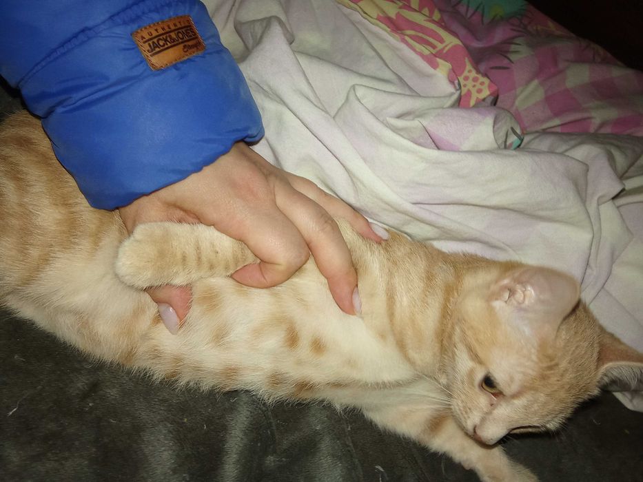 Котенца от Каварна тирсят дом