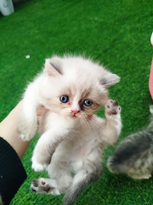 Mushuk bolalari sotiladi