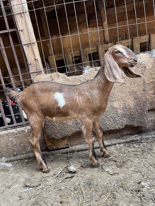 Vand doua iede anglonubiene din parinti cu pedigree din Cehia si Slovacia