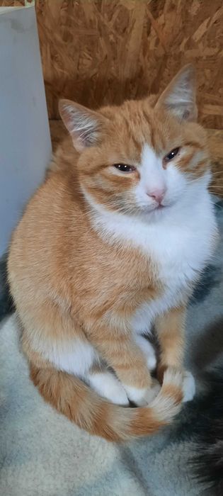 Рыжие котята. Возраст 3 месяца