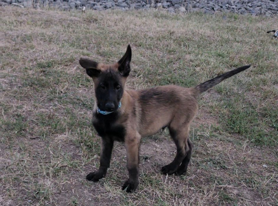 Ciobănesc belgian mascul cu pedigree