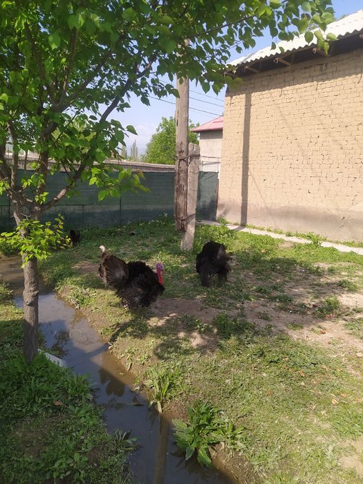 Эркак куркалар сотилади