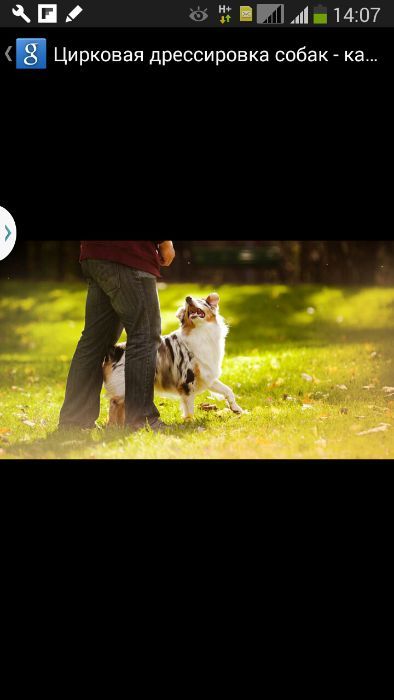 Услуги кинолога