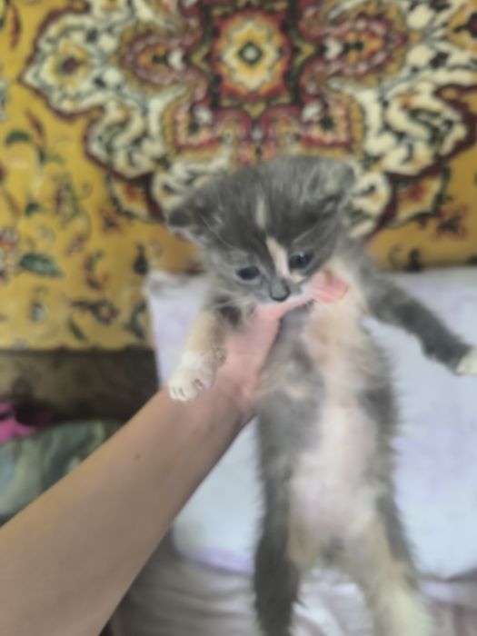 Отдам котенка в добрые руки!