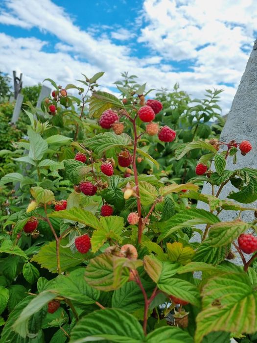 Vând butași de zmeură