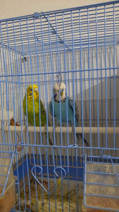 Декоративный птицы