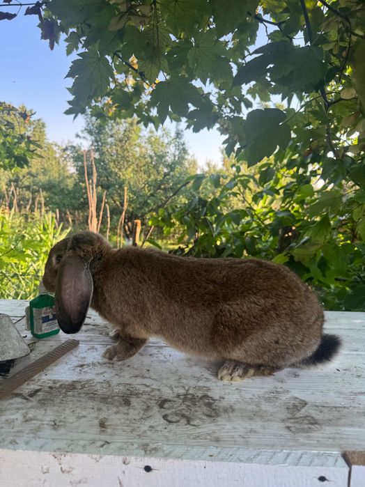 Macul berbec  german