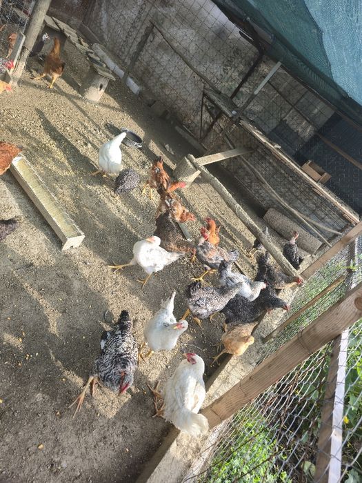 Gaini puicuțe de anul acesta