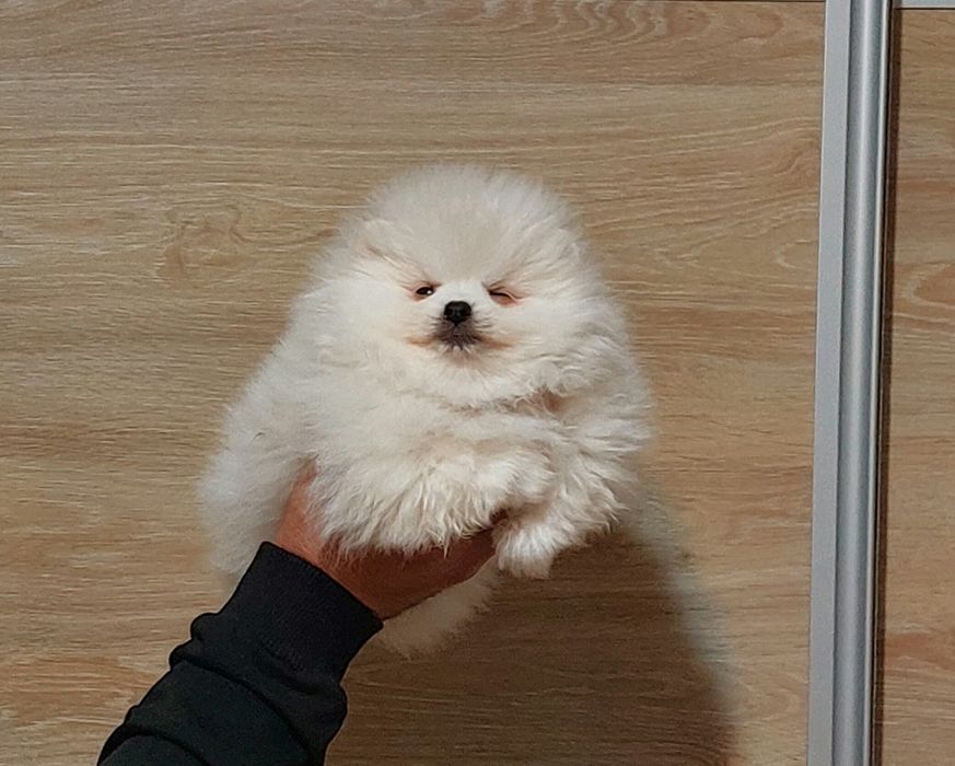 Pomeranian pui femelă, talie mică