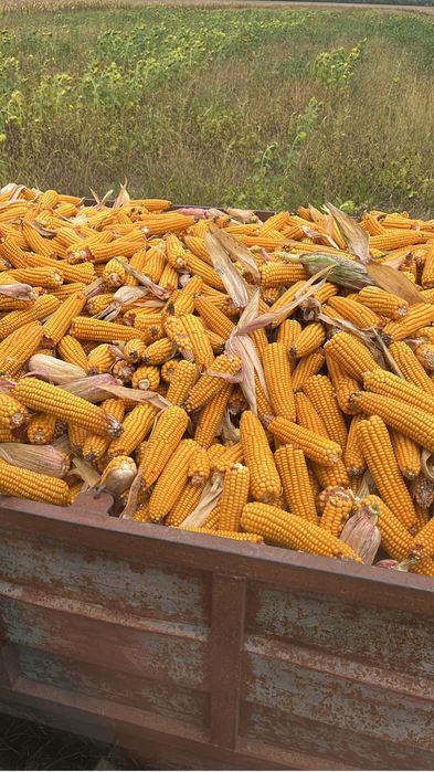 Porumb boabe 1 leu kilogramul