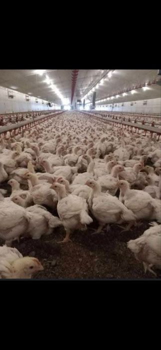 Pui alb de carne SI rasa mixta