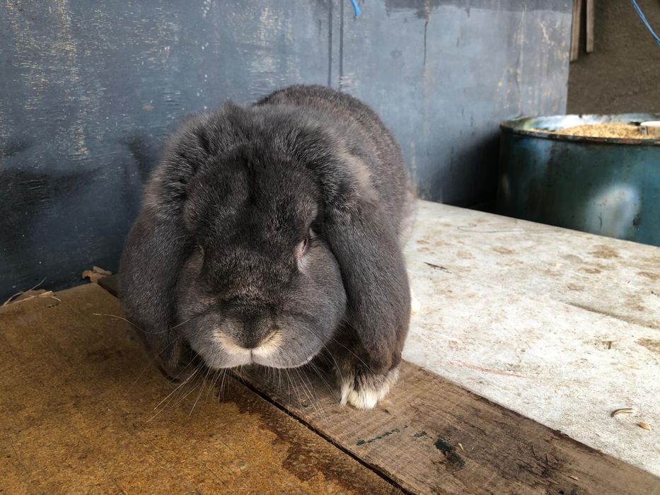 Vand iepure berbec german