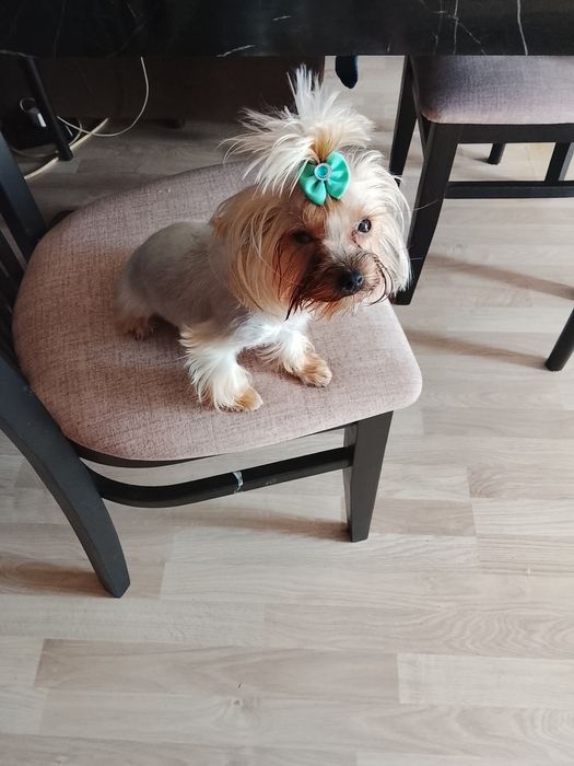 Мини йоркита, момче и момиче!