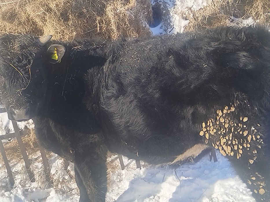 Бычки и тёлочки на