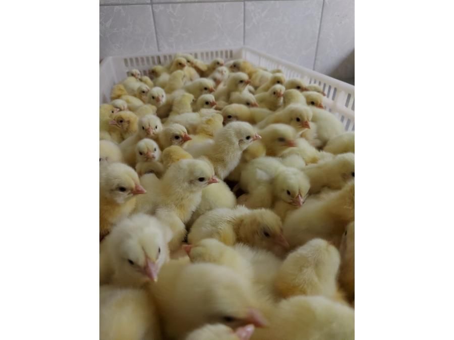 Цыплята бройлеры суточные