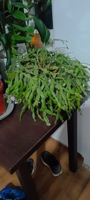 Продам домашние цветы