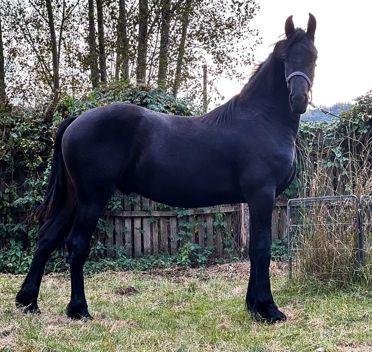 Frizian/Friesian, armasar (manz) /Pedigree/pasaport/Bert 411/jasper366