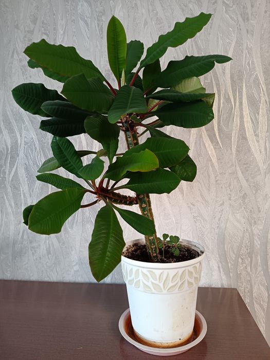 Молочай, комнатное растение.