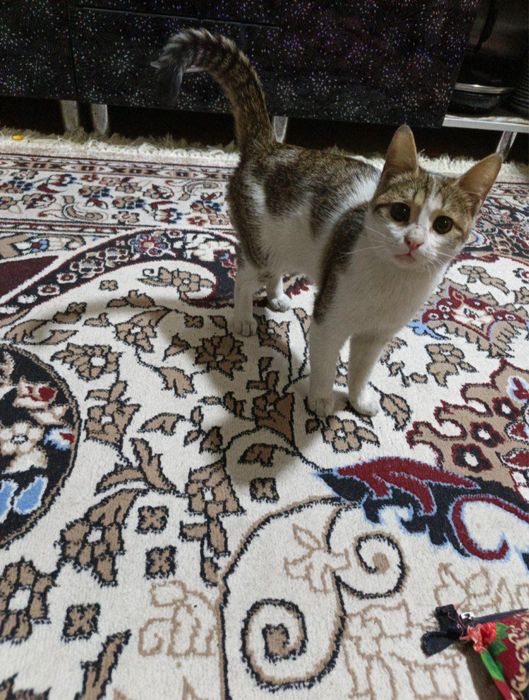 Отдаю даром котёнок текинга мушук боласи