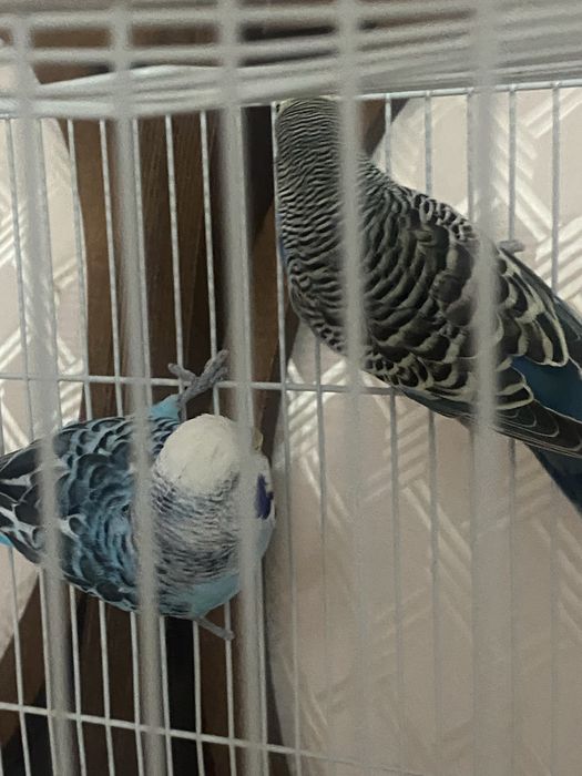 Волнистый попугаи