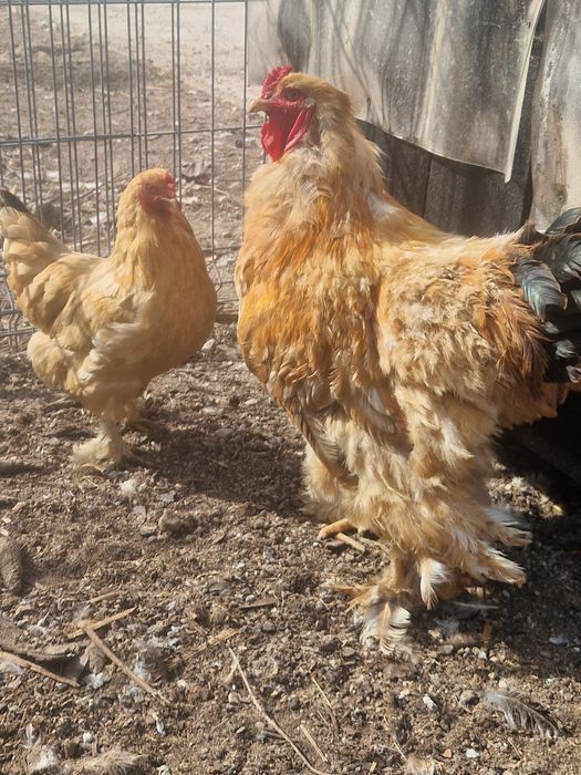 Găini si cocoși Brahma