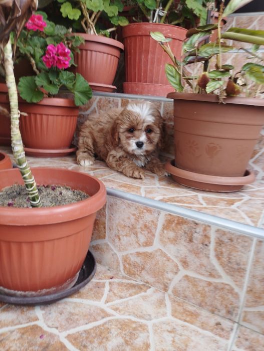 Кавапу Cavapoo .