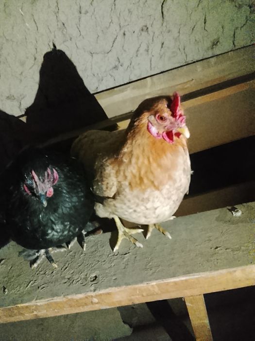 Один курочка другой петух