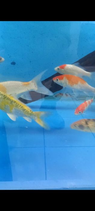 Коя карп ховуз ва аквариум баликлари